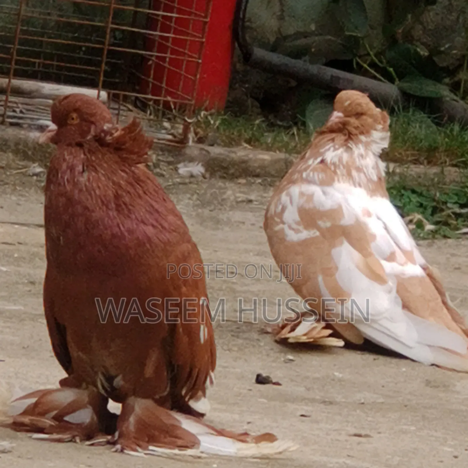 Exotic Pigeons