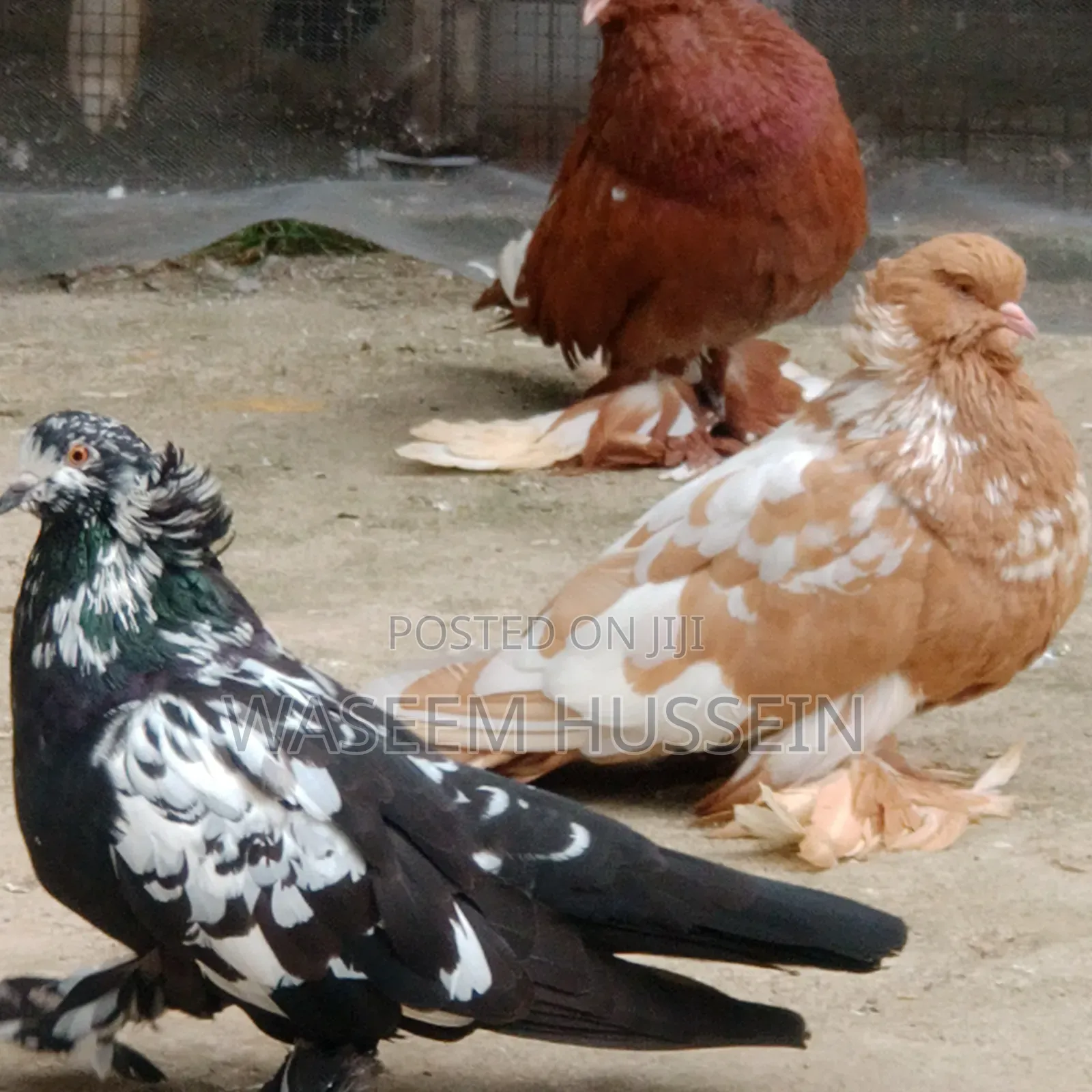 Exotic Pigeons