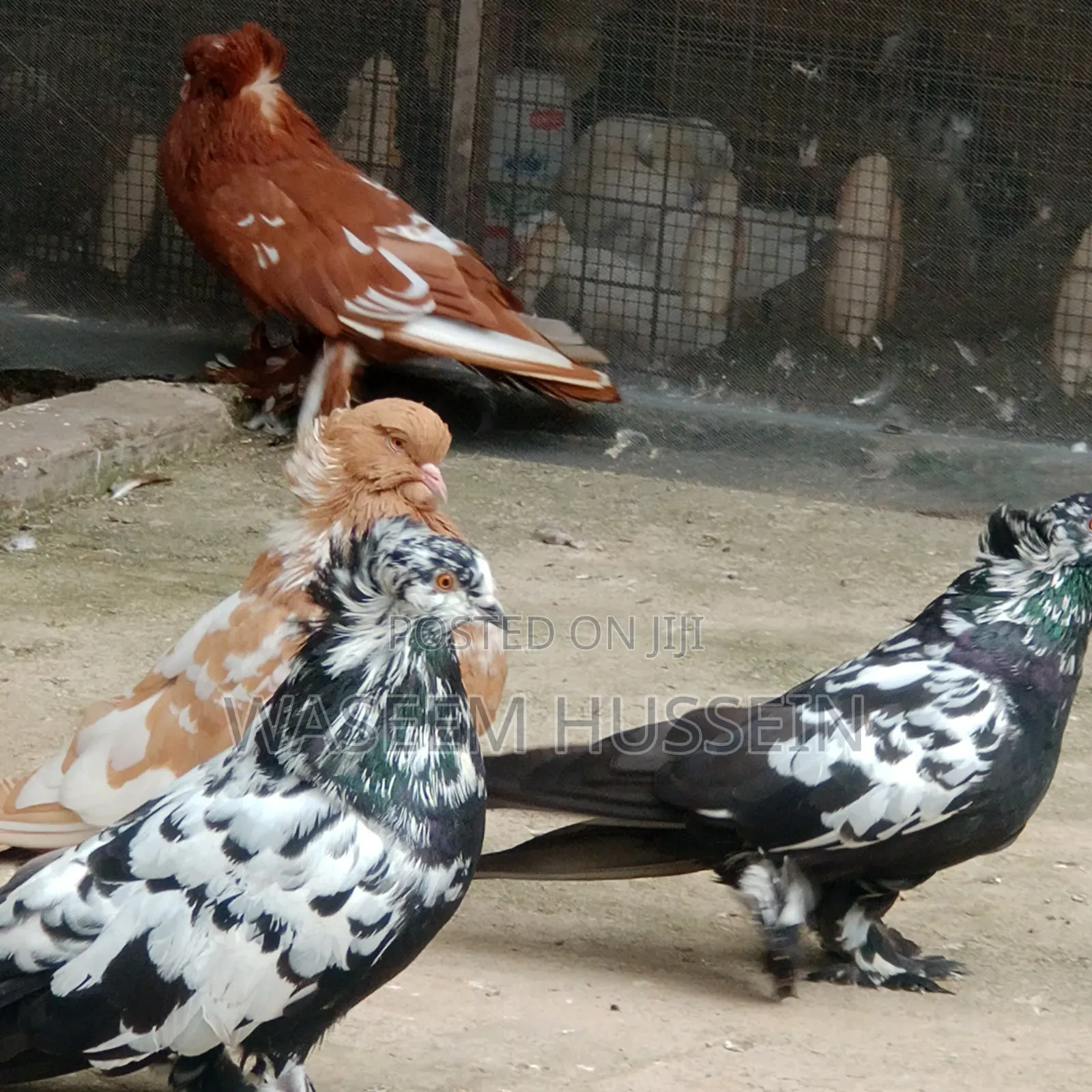 Exotic Pigeons