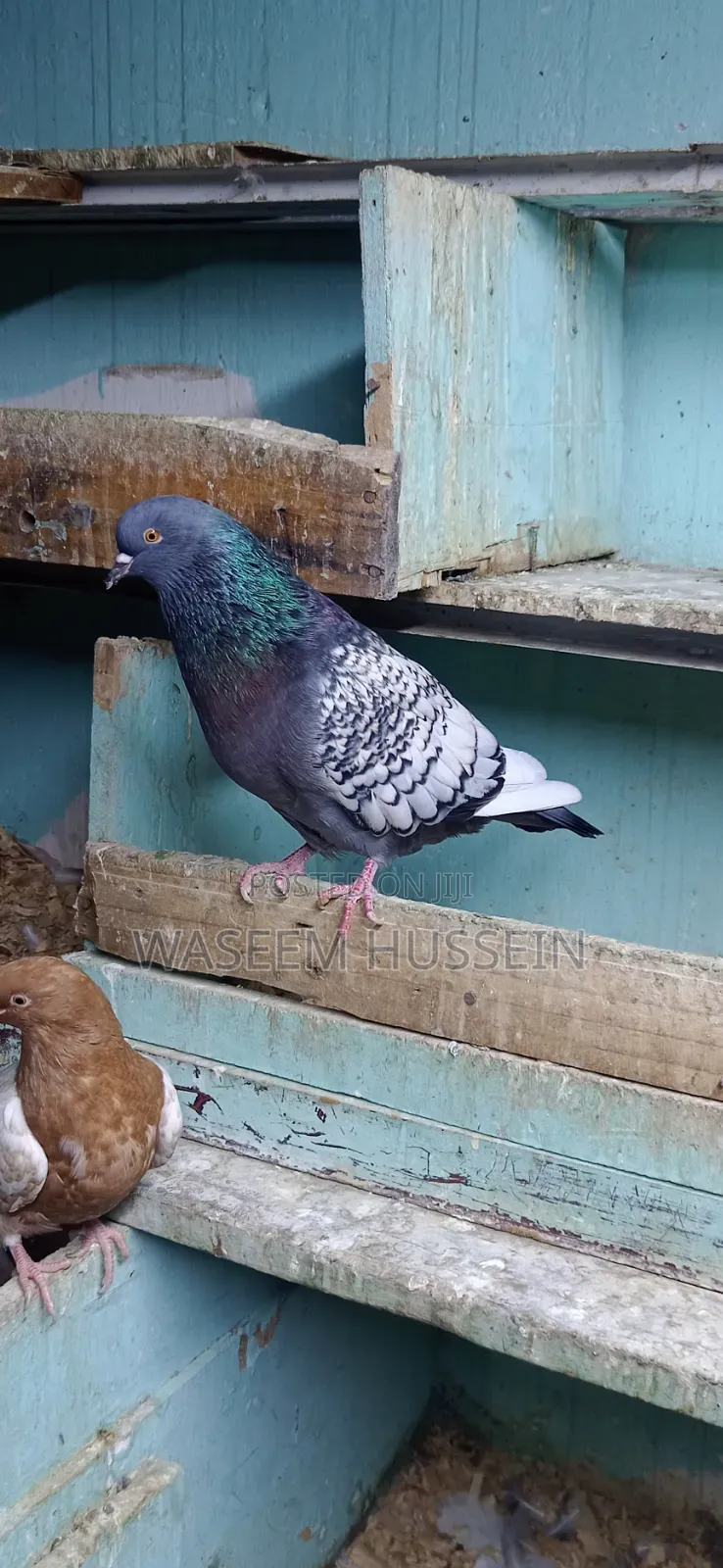 Exotic Pigeons