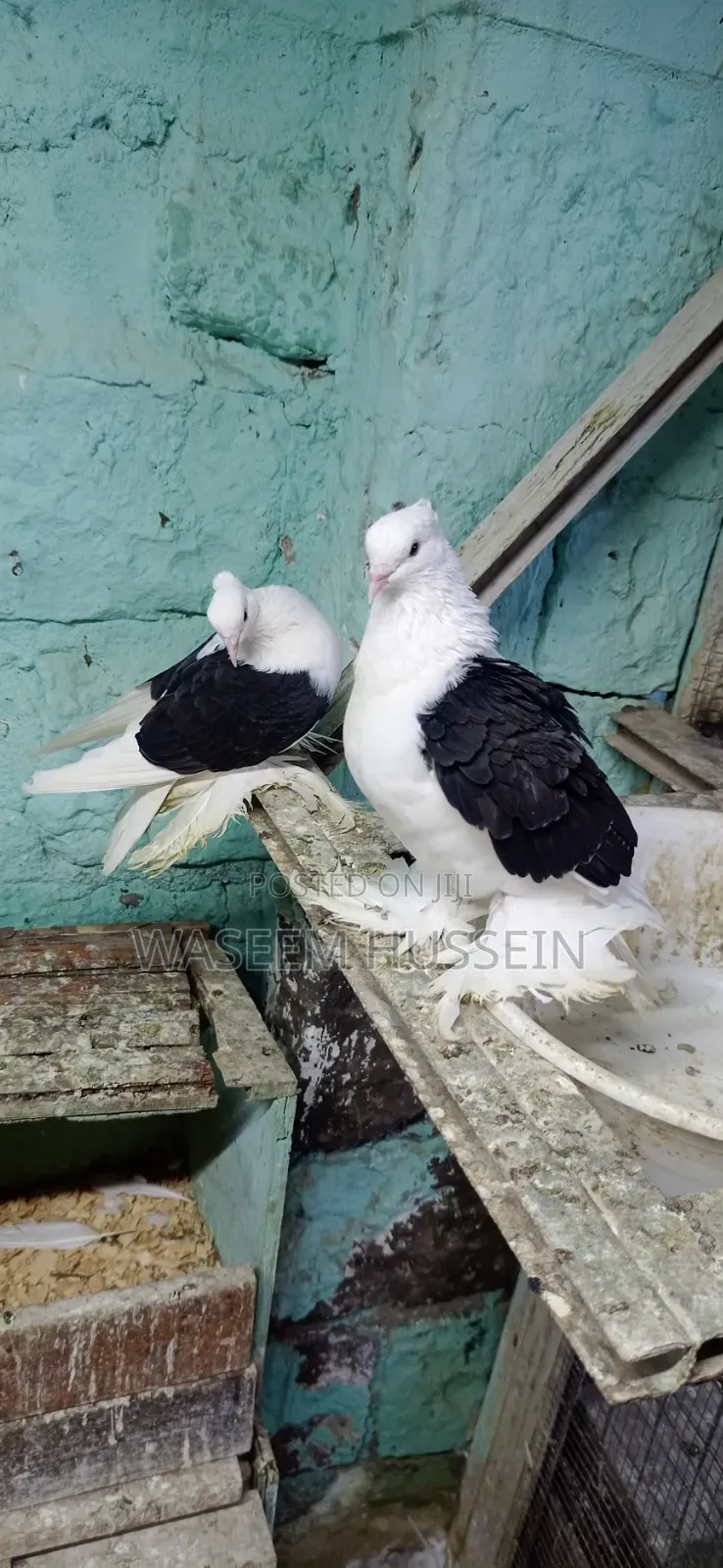 Exotic Pigeons