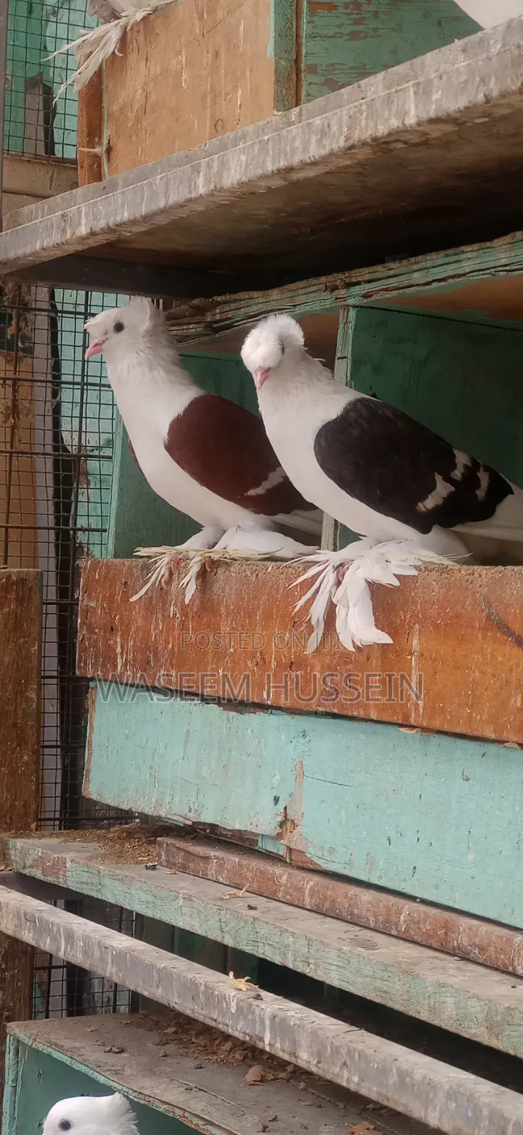 Exotic Pigeons