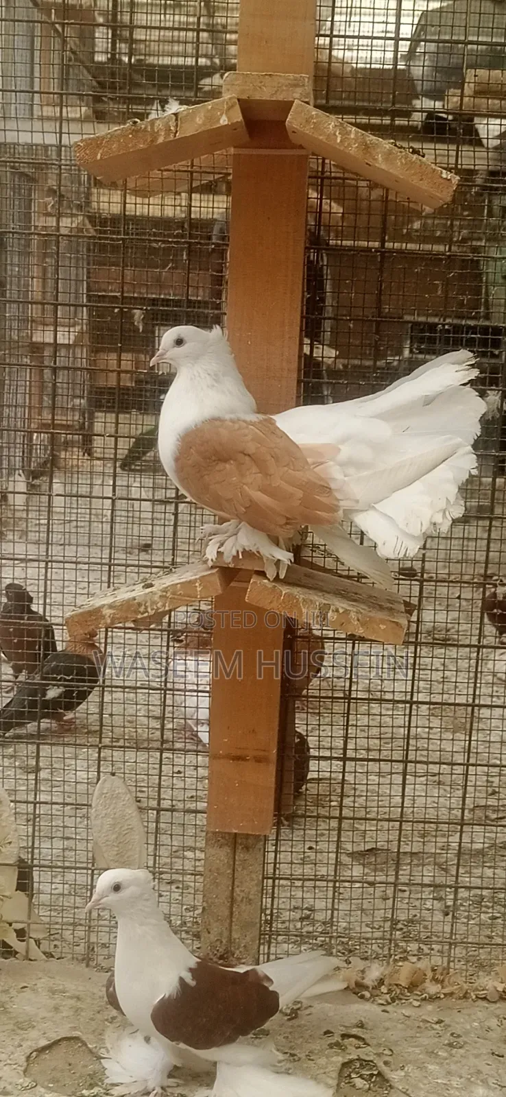 Exotic Pigeons