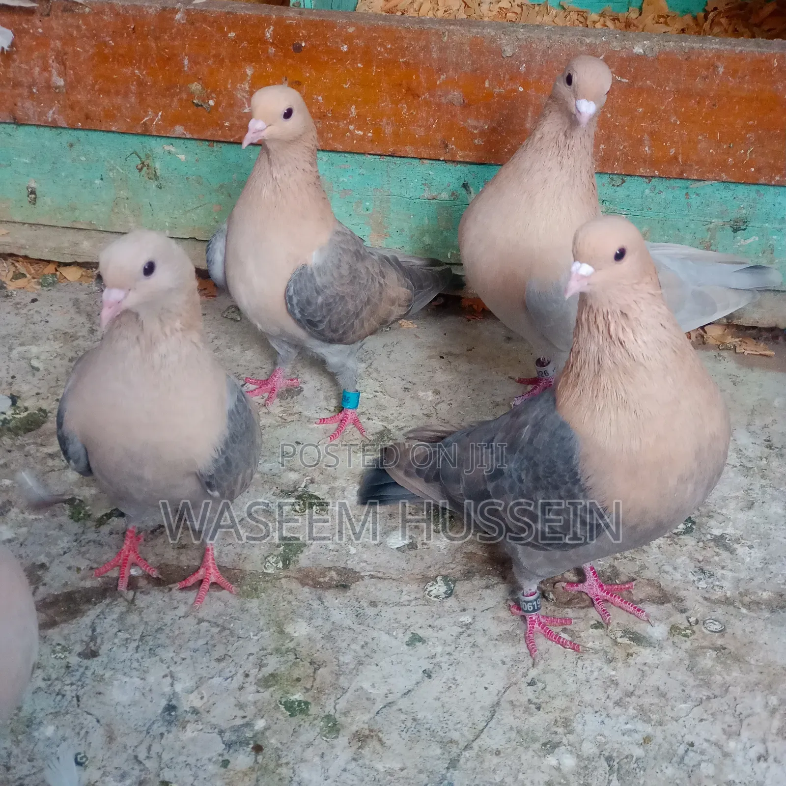 Exotic Pigeons