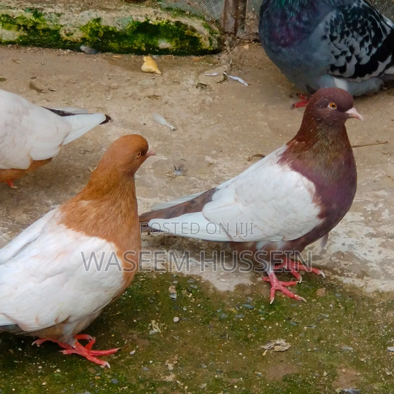 Exotic Pigeons