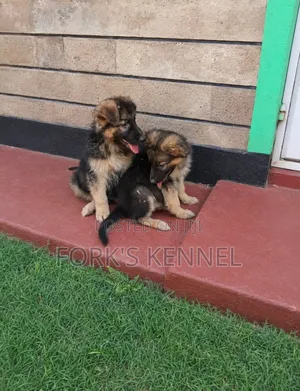1-3 months Male Purebred German Shepherd