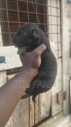1-3 months Male Purebred German Shepherd