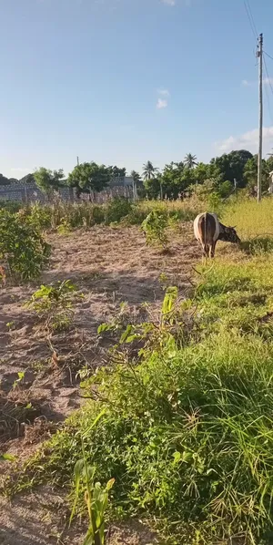Kilifi Basi Area Plots for Sale