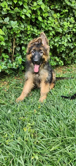 3-6 months Male Purebred German Shepherd