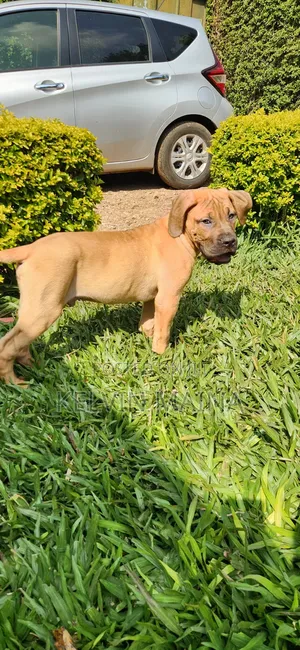 3-6 months Male Purebred Boerboel
