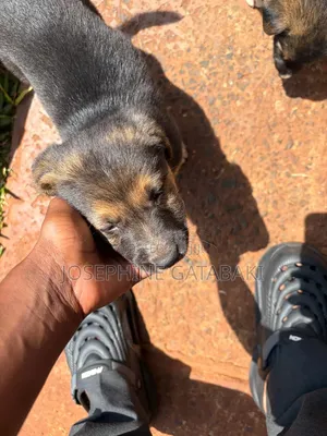 1-3 months Male Mixed Breed Rottweiler