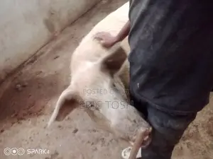 Pigs for Sale