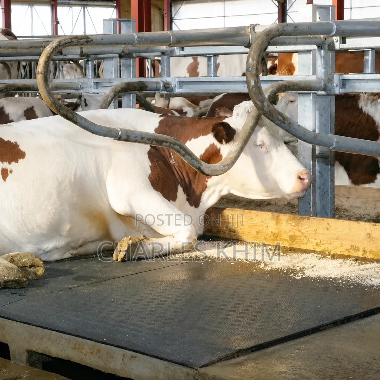 Cow Mattress