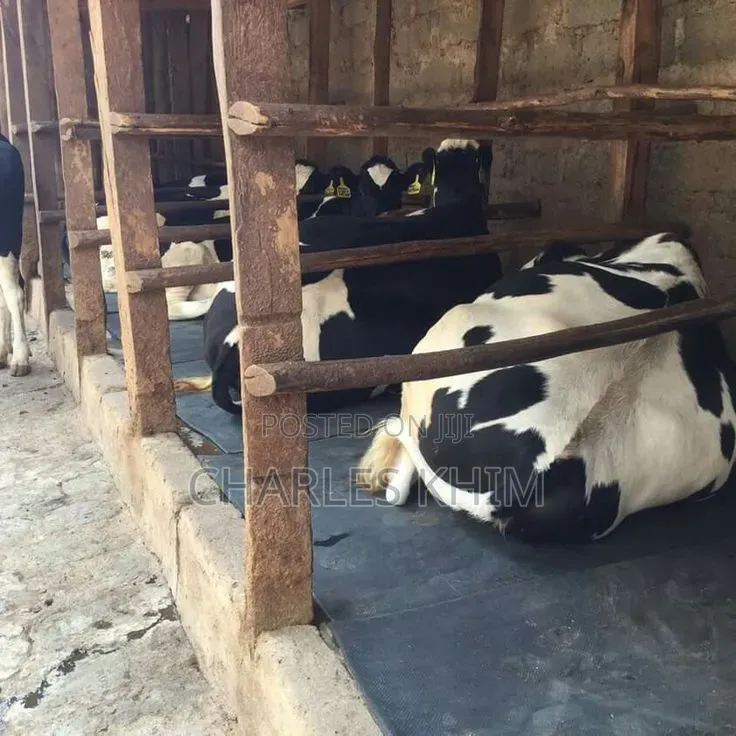 Cow Mattress