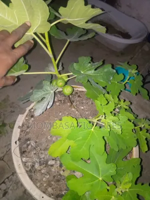 Fig Trees With Fruits