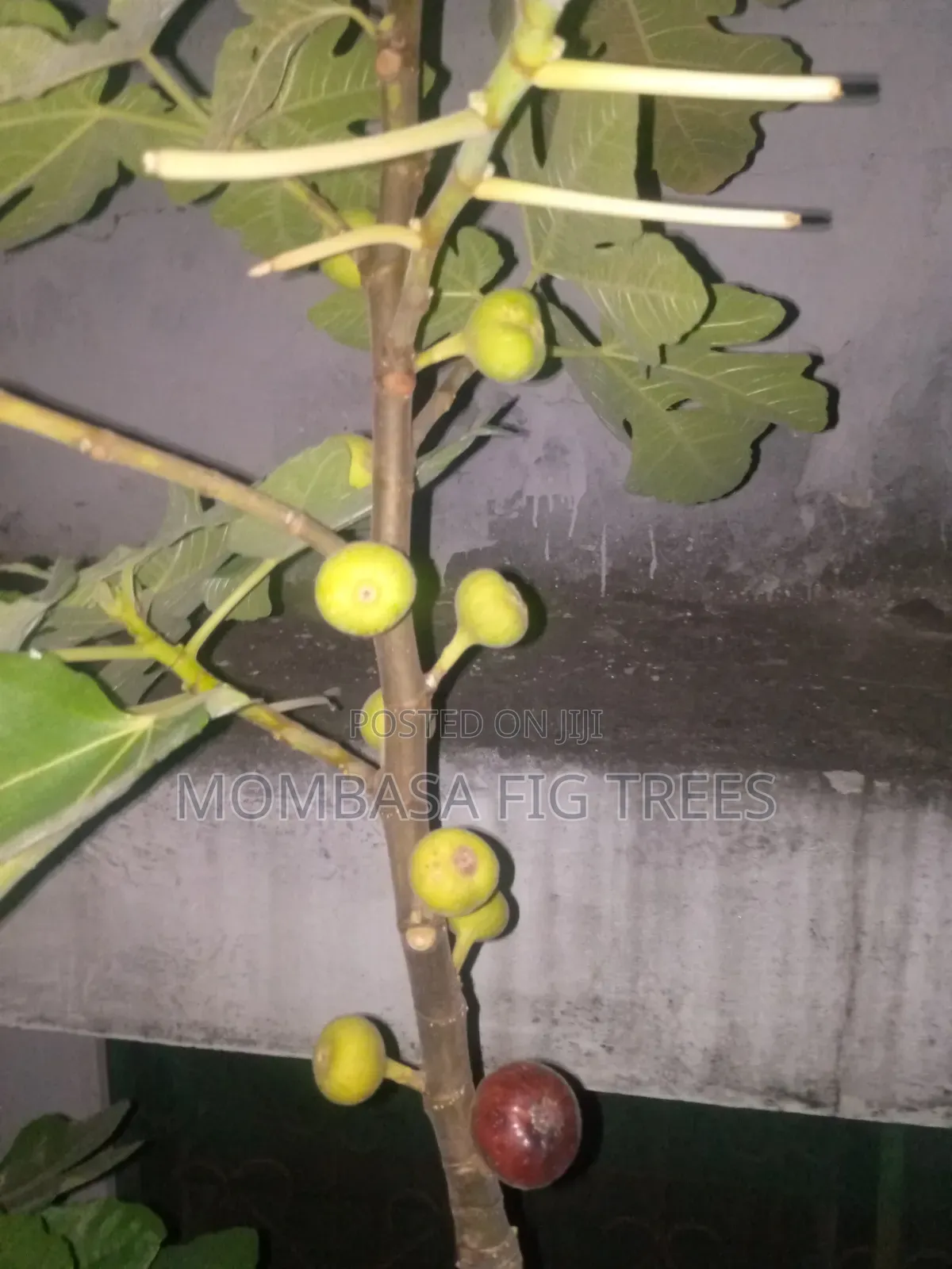 Fig Trees With Fruits