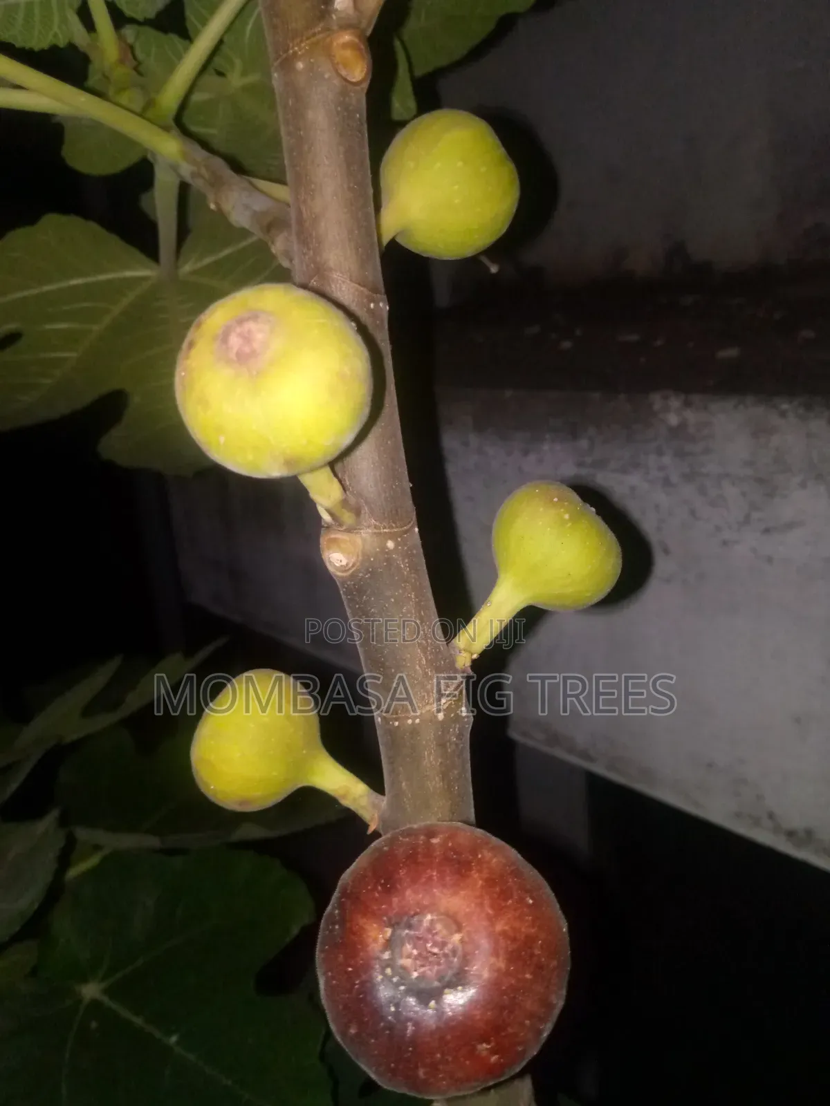 Fig Trees With Fruits
