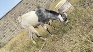 Galla Male Goat for Breeding