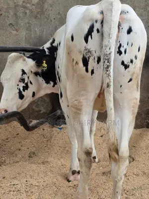 5 Months Incalf Giant Holstein Heifer