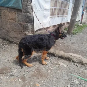 3-6 months Female Purebred German Shepherd
