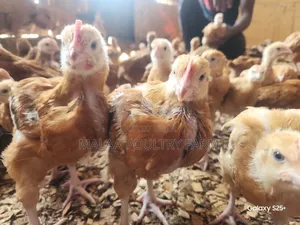 Improved Kienyeji Chicks