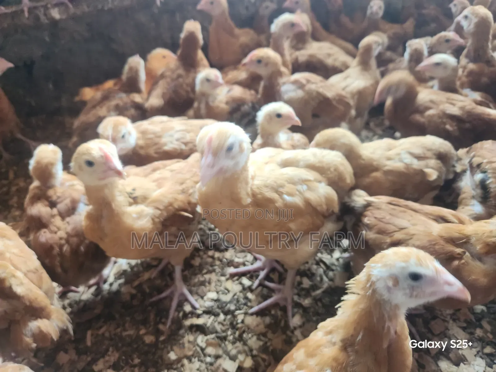 Improved Kienyeji Chicks