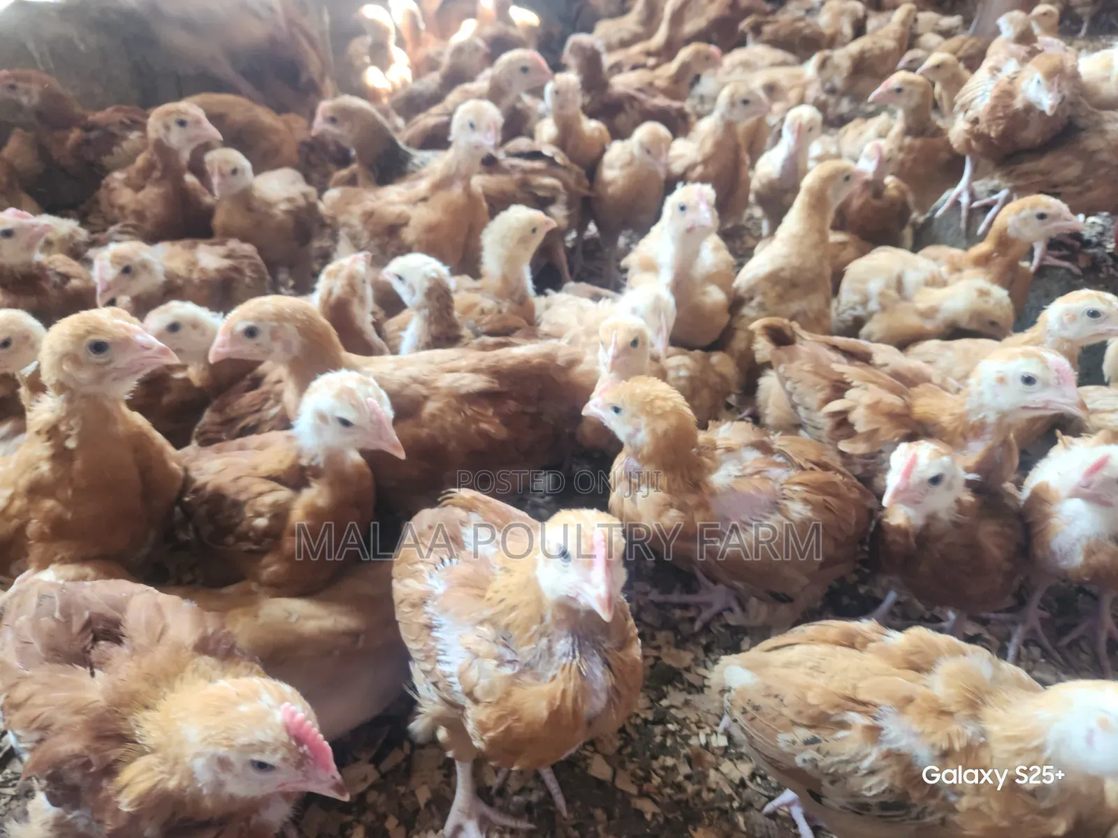 Improved Kienyeji Chicks