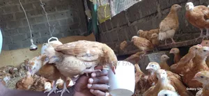 Improved Kienyeji Chicks