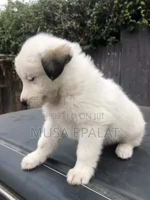 1-3 months Male Mixed Breed Japanese Spitz