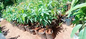 Hass Avocado Seedlings