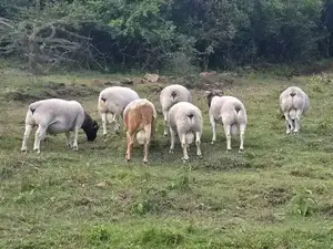 Dorper Sheep