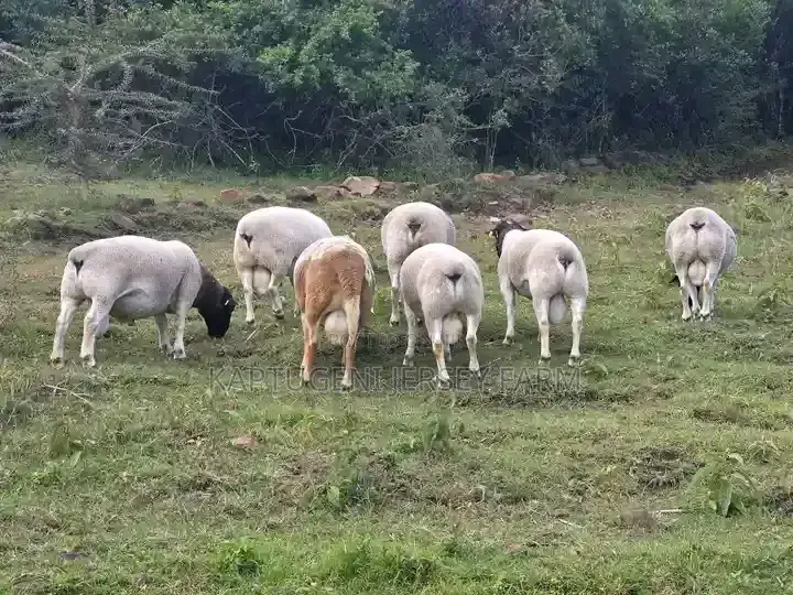 Dorper Sheep