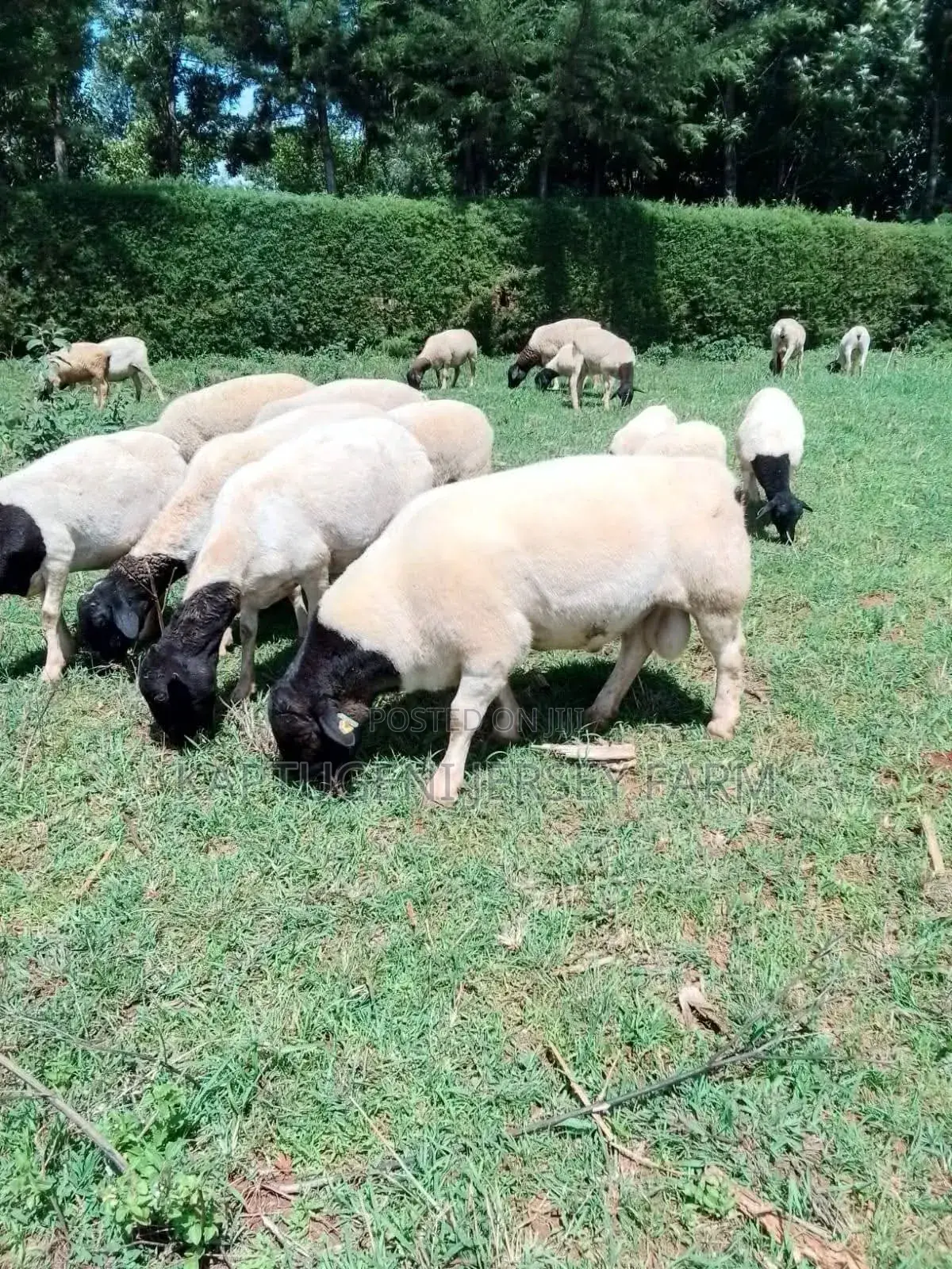 Dorper Sheep