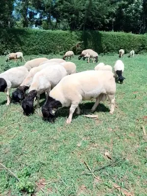 Dorper Sheep