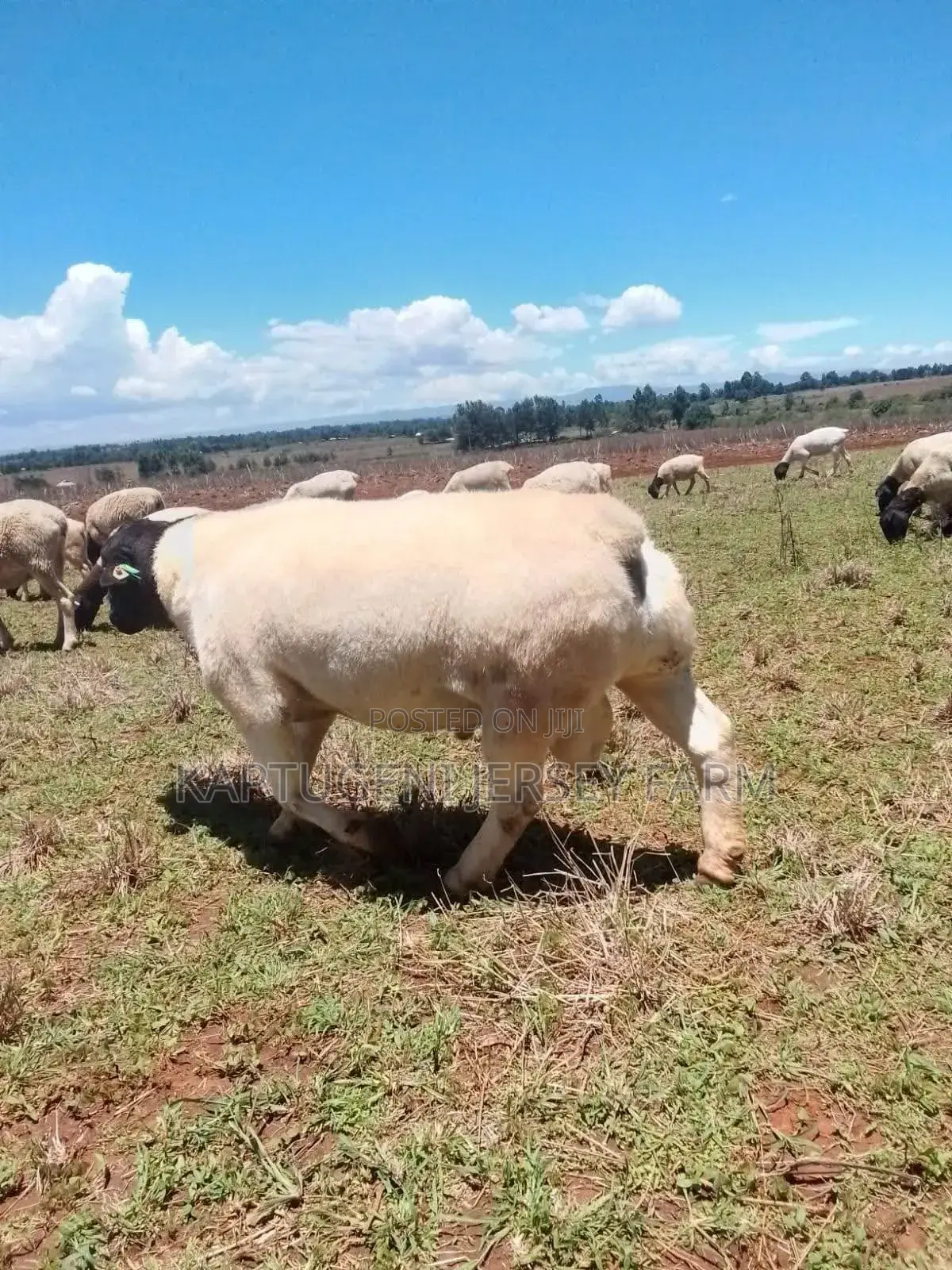Dorper Sheep
