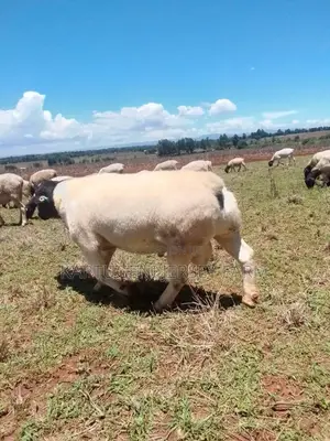 Dorper Sheep