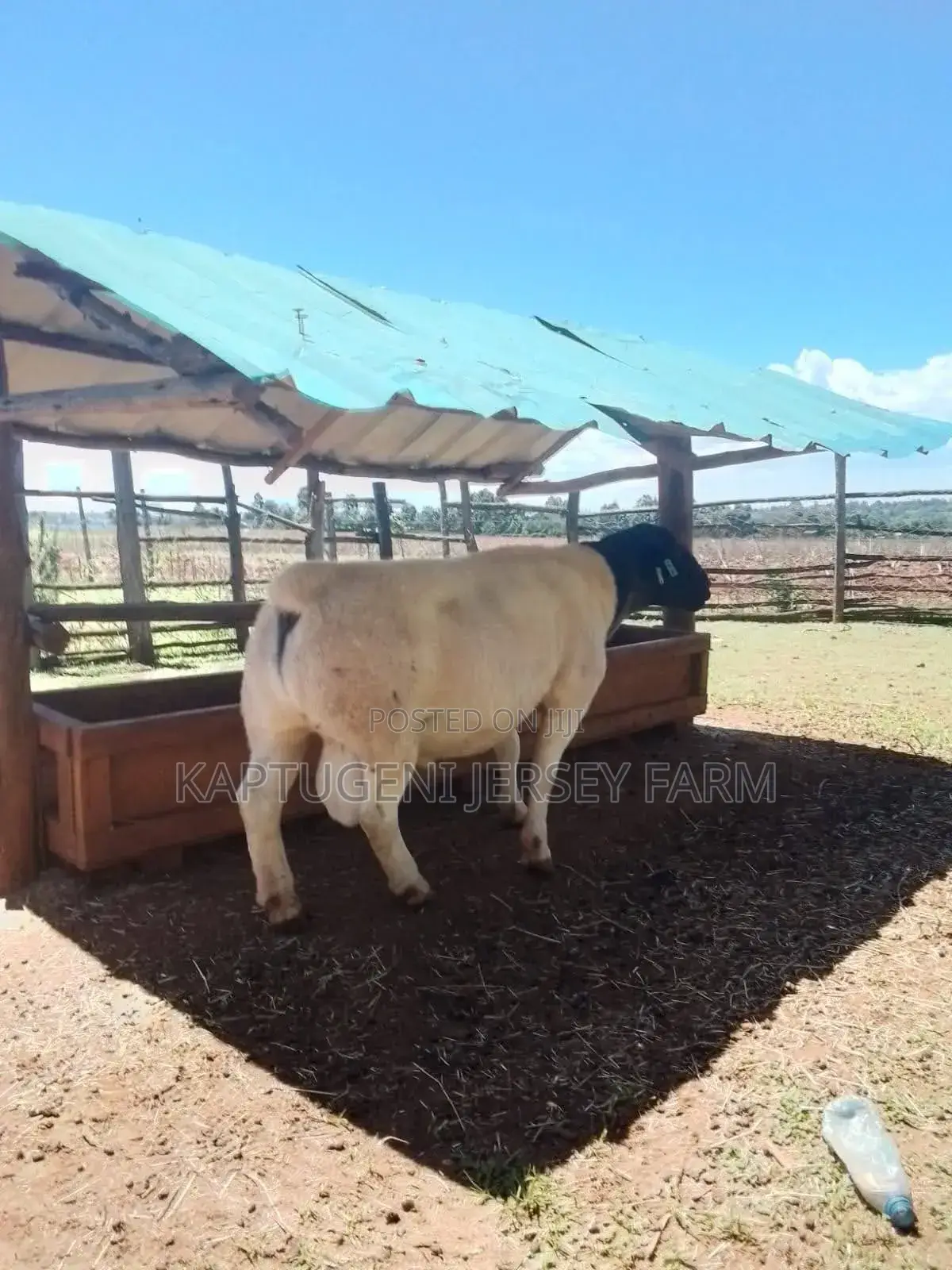 Dorper Sheep