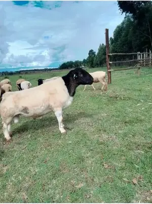 Dorper Sheep
