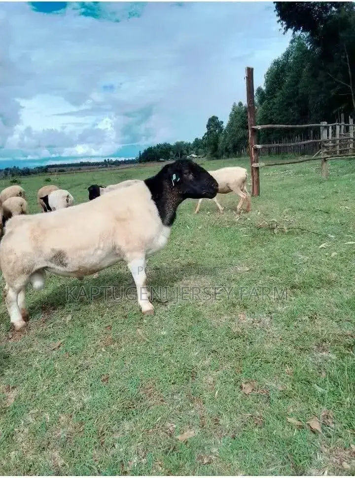 Dorper Sheep