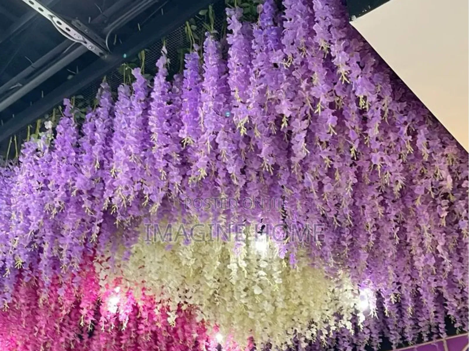 Purple and Mixed Wisteria