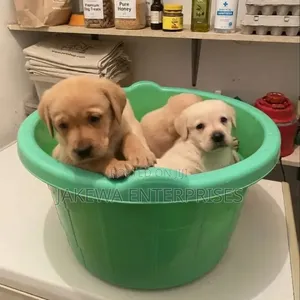 1-3 months Male Purebred Labrador Retriever