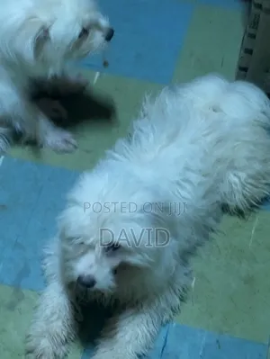 1+ year Male Mixed Breed Maltese