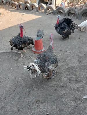 Mature Turkeys