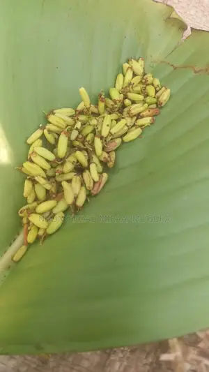Miraa Seedlings