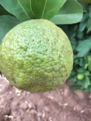 Pixies, Tangerine and Rough Skinned Lemons