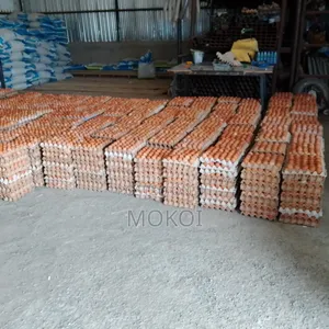Chicken Eggs in Wholesale