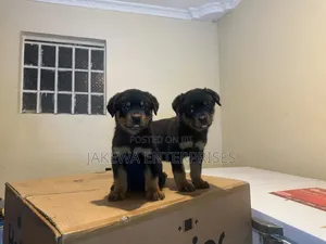 1-3 months Male Purebred Rottweiler