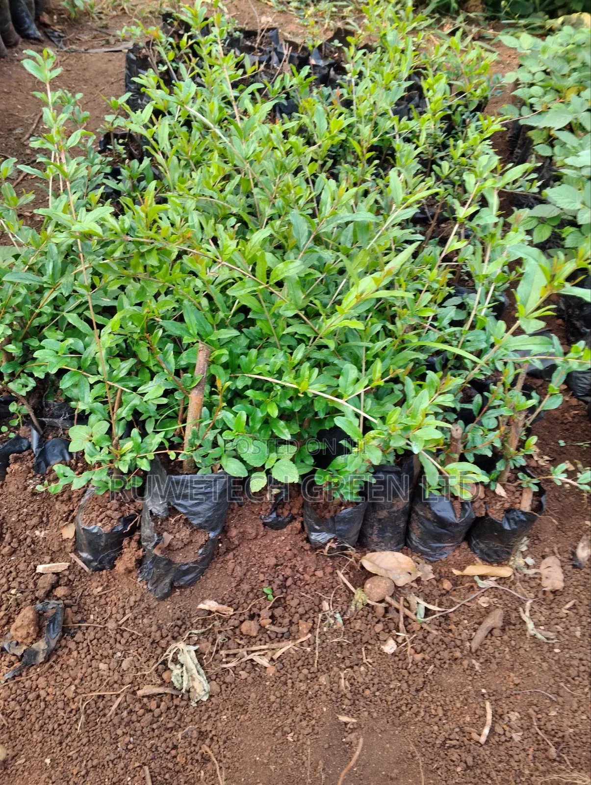 Bhangwa Pomegranate Cutting