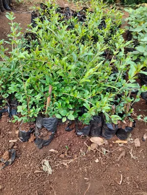 Bhangwa Pomegranate Cutting