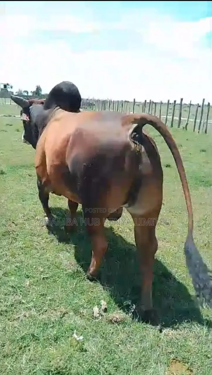 Brahman Cows